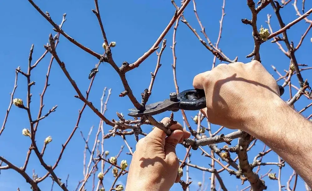 梨樹旺長不用愁,5招物理控旺法輕鬆搞定!