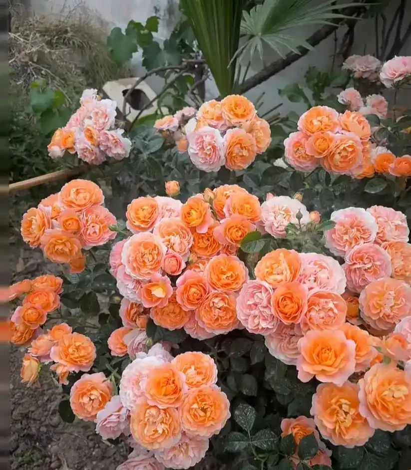 這8種花,開花期特別長,一開花就是一整年,全年無休的開