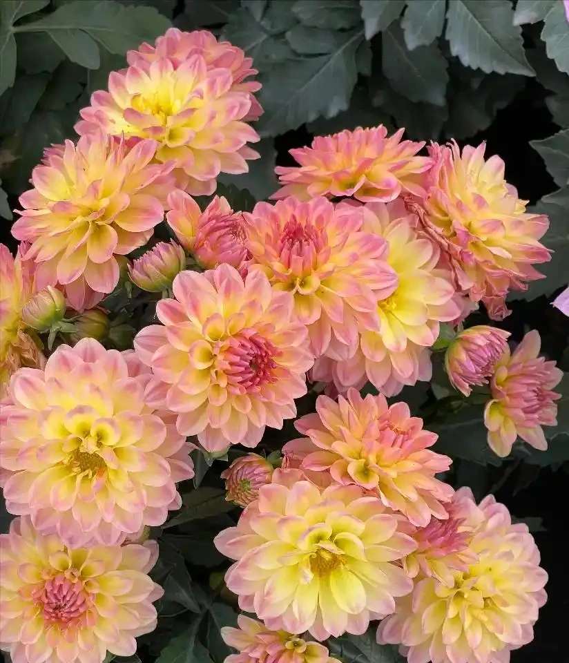 這8種花,開花期特別長,一開花就是一整年,全年無休的開