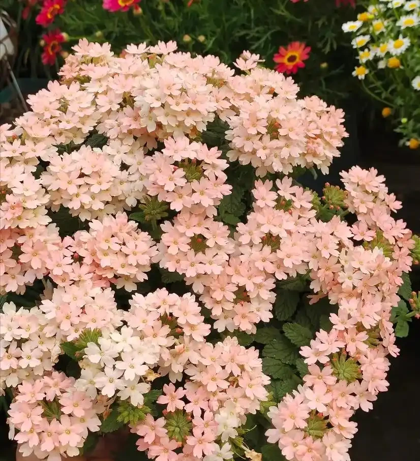 這8種花,開花期特別長,一開花就是一整年,全年無休的開