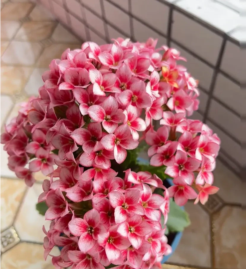 這8種花,開花期特別長,一開花就是一整年,全年無休的開