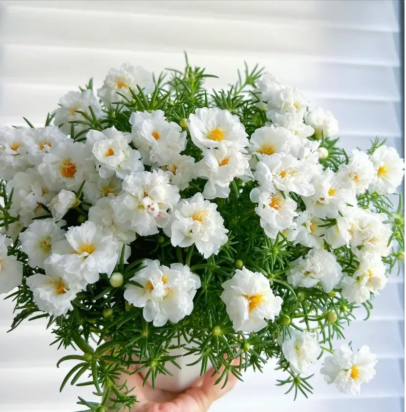 這8種花,開花期特別長,一開花就是一整年,全年無休的開