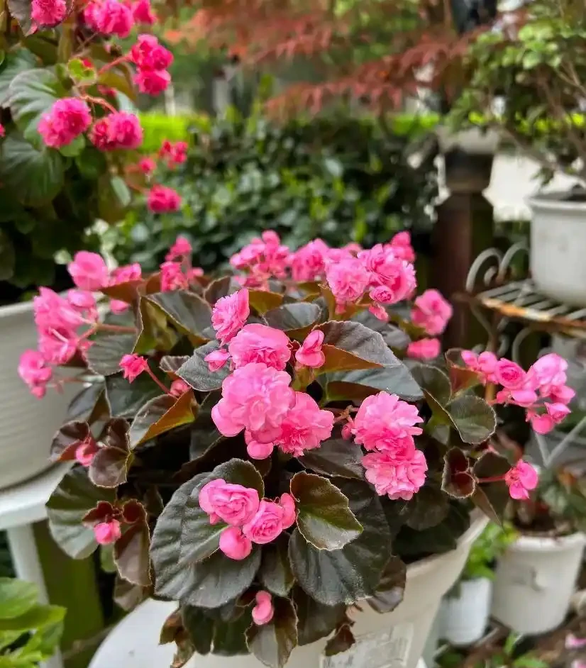 這8種花,開花期特別長,一開花就是一整年,全年無休的開