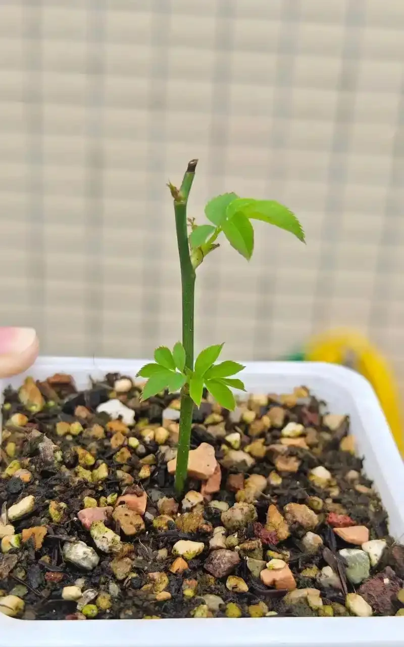 玫瑰插枝指南：科學操作可大幅提升成活率