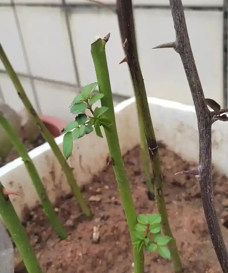 玫瑰插枝指南：科學操作可大幅提升成活率