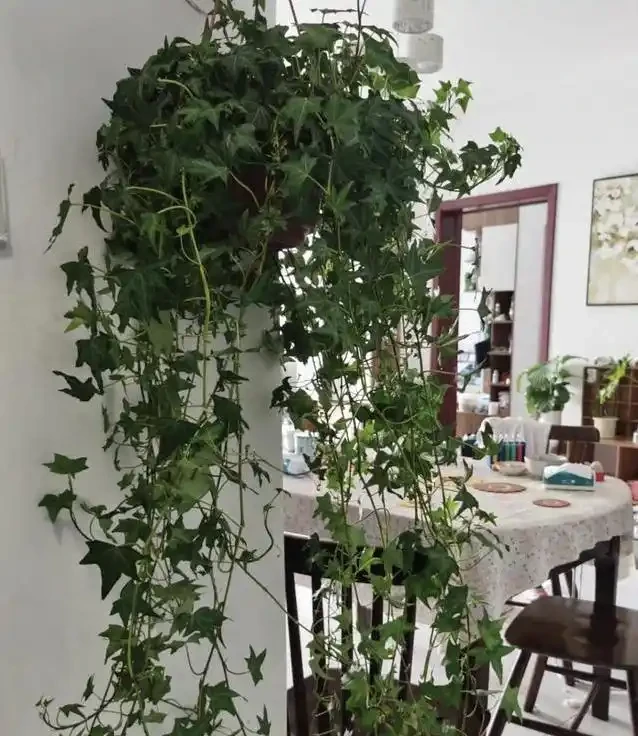 家裡甲醛超標咋辦?7種花草全吸光,顏值高還超好養!