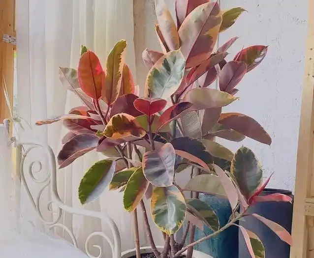 家裡甲醛超標咋辦?7種花草全吸光,顏值高還超好養!