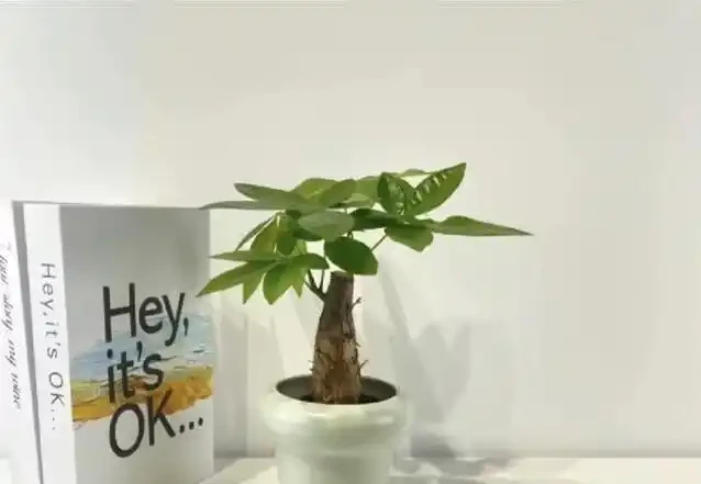 家裡甲醛超標咋辦?7種花草全吸光,顏值高還超好養!