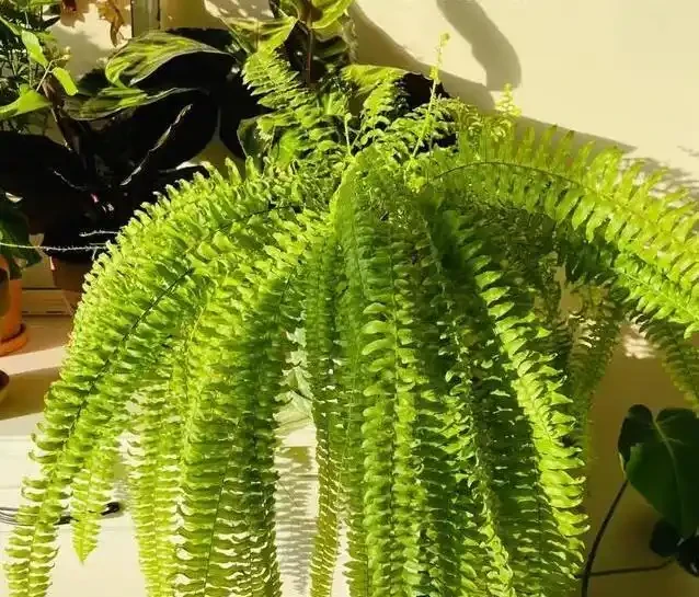 家裡甲醛超標咋辦?7種花草全吸光,顏值高還超好養!