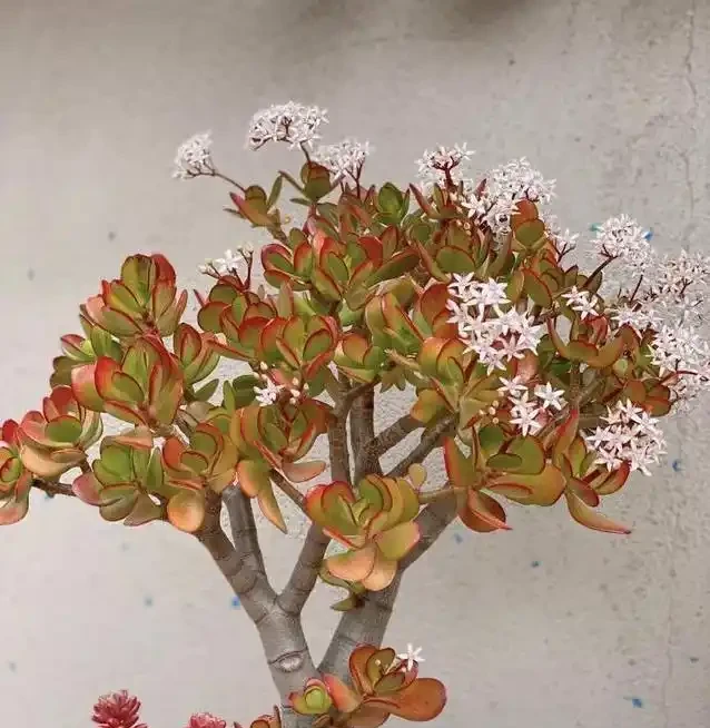 家裡甲醛超標咋辦?7種花草全吸光,顏值高還超好養!