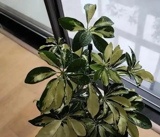 家裡甲醛超標咋辦?7種花草全吸光,顏值高還超好養!