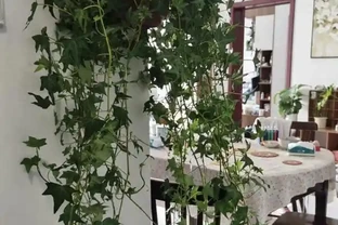 家裡甲醛超標咋辦？7種花草全吸光，顏值高還超好養！
