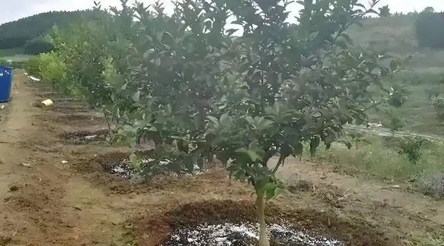 橘子樹葉子黃了咋辦?肥施多了別慌,3招救樹有奇效!