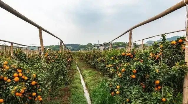 橘子樹葉子黃了咋辦?肥施多了別慌,3招救樹有奇效!