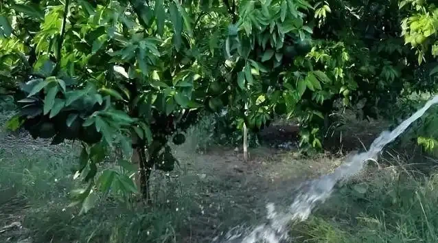 橘子樹葉子黃了咋辦?肥施多了別慌,3招救樹有奇效!