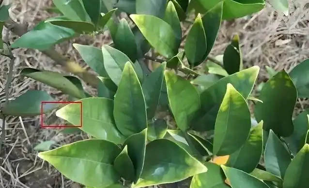 橘子樹葉子黃了咋辦?肥施多了別慌,3招救樹有奇效!
