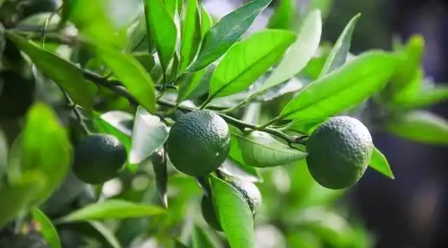 橘子樹葉子黃了咋辦?肥施多了別慌,3招救樹有奇效!