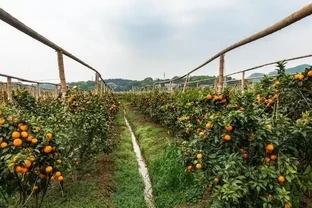 橘子樹葉子黃了咋辦？肥施多了別慌，3招救樹有奇效！