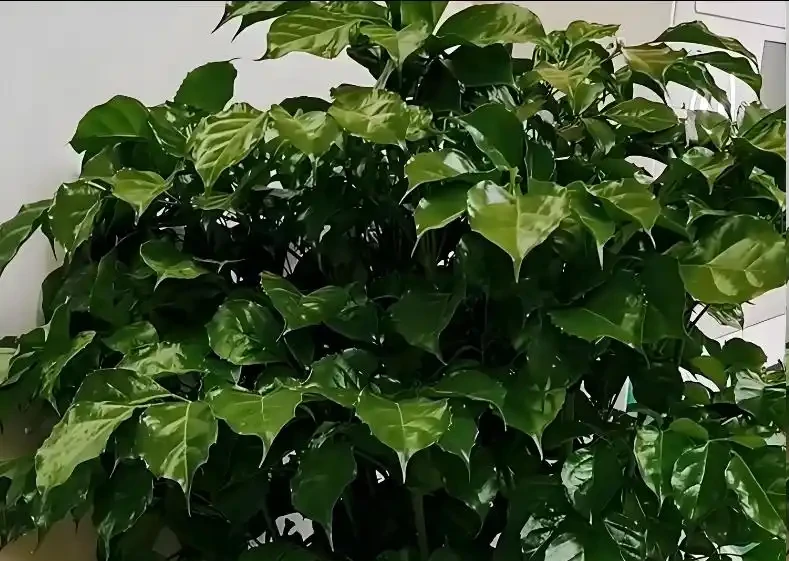 幸福樹葉子發黃怎麼辦?原因有「3個」,及時補救能恢復,枝繁葉茂綠油油!