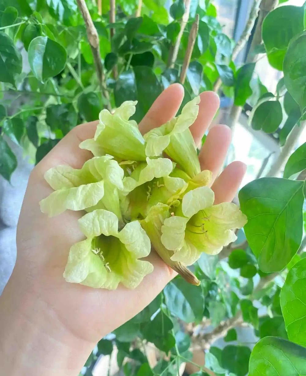 女子因「7年的幸福樹開花」引圍觀,真美,網友直呼「接好運」~