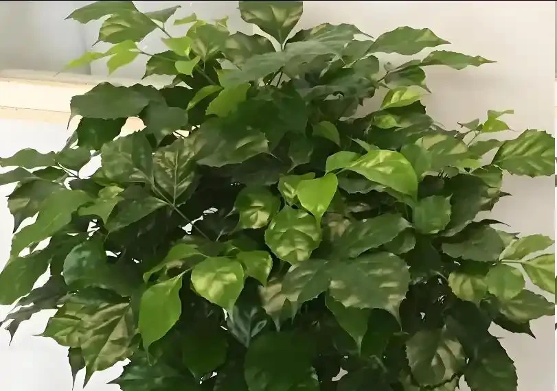 幸福樹葉子發黃怎麼辦?原因有「3個」,及時補救能恢復,枝繁葉茂綠油油!