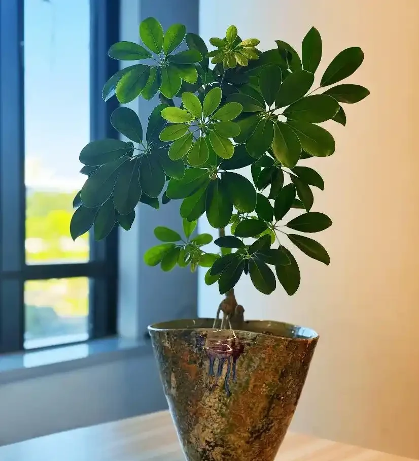 這些花,現在最怕澆水,澆得越多,花死得越快!