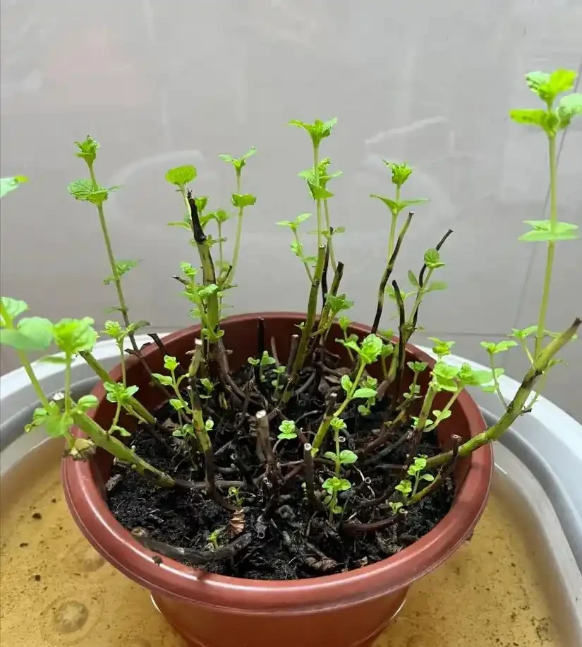 這些花,現在最怕澆水,澆得越多,花死得越快!