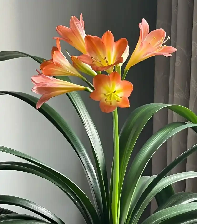 這些花,現在最怕澆水,澆得越多,花死得越快!