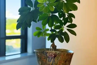 這些花，現在最怕澆水，澆得越多，花死得越快！