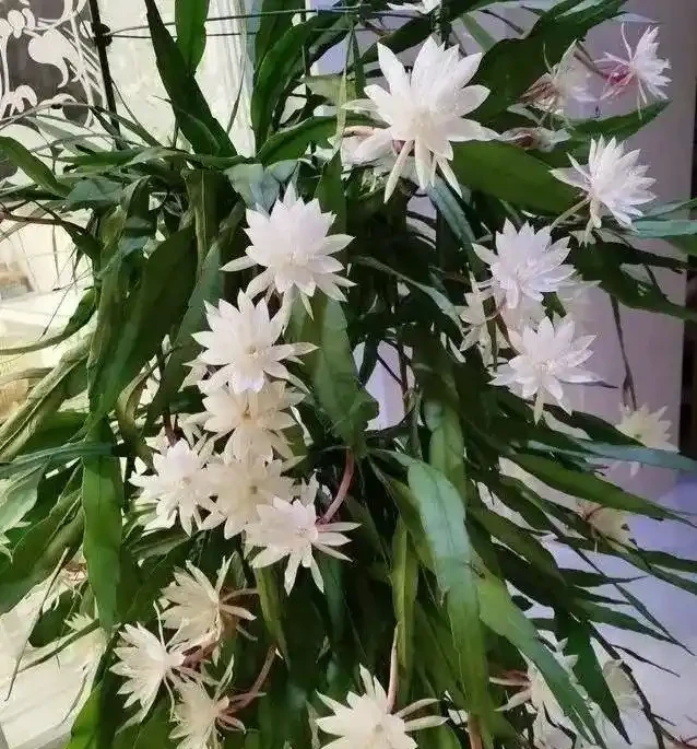 家裡養花有講究，這8種最好養，健康又旺家！