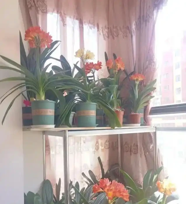 家裡養花有講究，這8種最好養，健康又旺家！