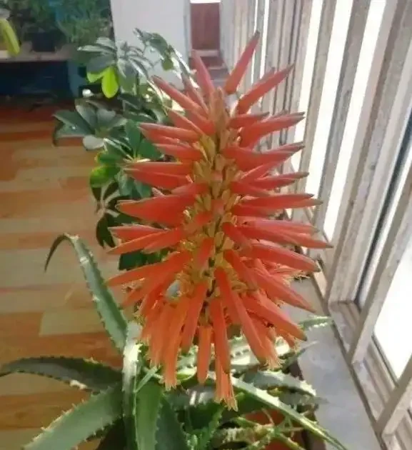 家裡養花有講究，這8種最好養，健康又旺家！