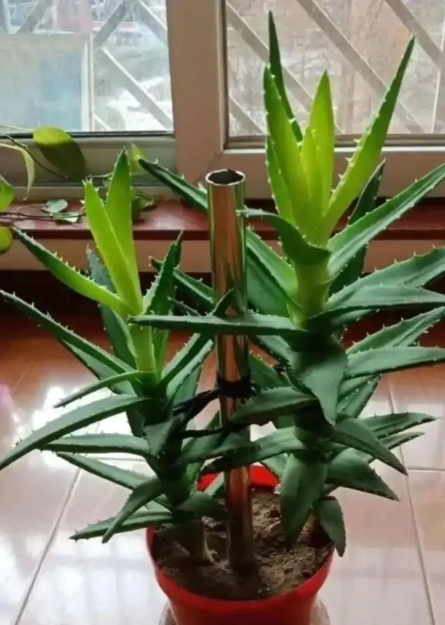 家裡養花有講究，這8種最好養，健康又旺家！