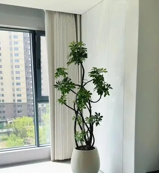 家裡養花有講究，這8種最好養，健康又旺家！