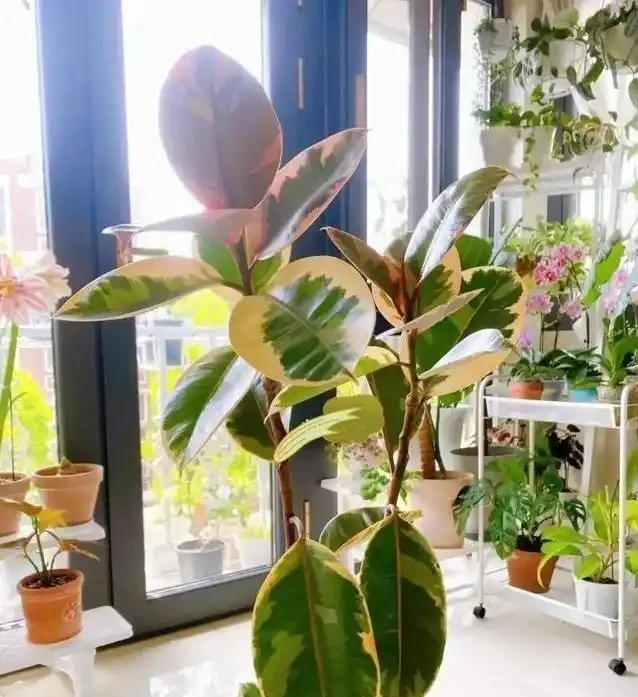 家裡養花有講究，這8種最好養，健康又旺家！