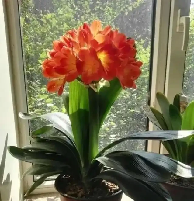 家裡養花有講究，這8種最好養，健康又旺家！