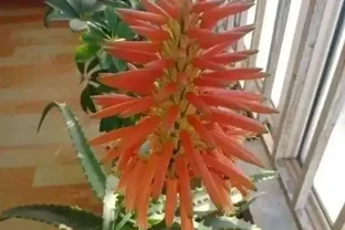 家裡養花有講究，這8種最好養，健康又旺家！