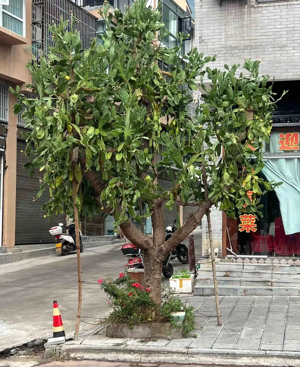 老宅「10年無人管的仙人掌」，長成大花樹，好漂亮，網友：太牛了