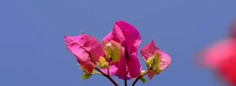 冬天不落葉的爬藤植物有哪些?什麼爬藤植物長得快