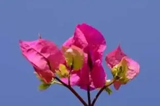 冬天不落葉的爬藤植物有哪些？什麼爬藤植物長得快