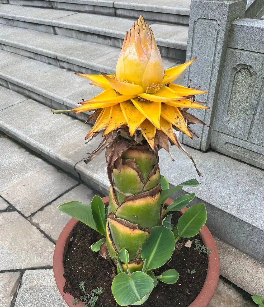 10種單朵開花期超長的植物,沒養過的可以試試