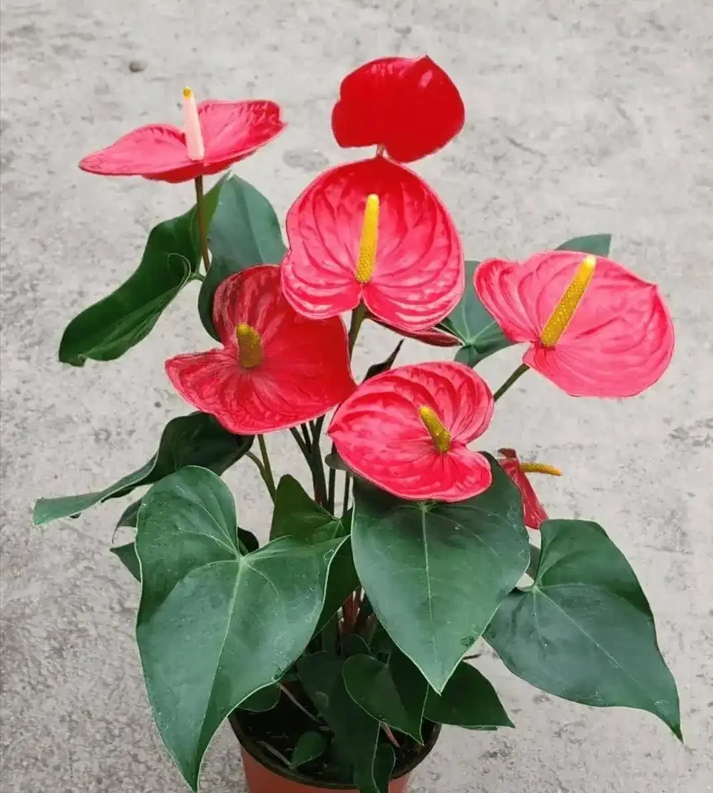 10種單朵開花期超長的植物,沒養過的可以試試
