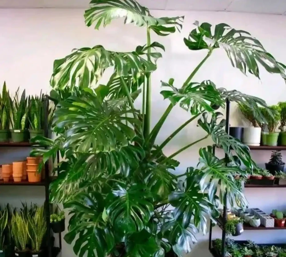 這4種花「二手菸」的剋星,淨化空氣超給力,家裡有吸菸者必養