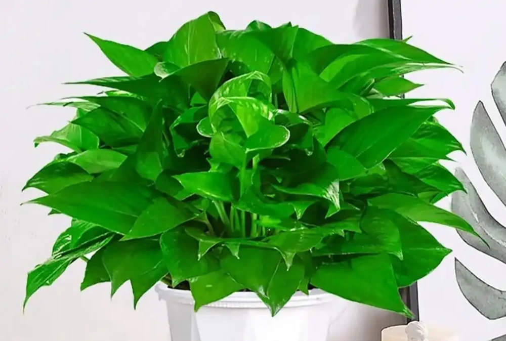 這4種花「二手菸」的剋星,淨化空氣超給力,家裡有吸菸者必養