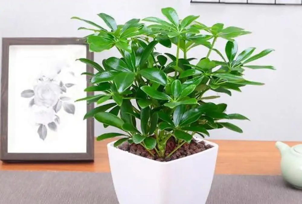 這4種花「二手菸」的剋星,淨化空氣超給力,家裡有吸菸者必養