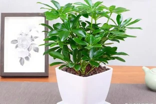 這4種花「二手菸」的剋星，淨化空氣超給力，家裡有吸菸者必養