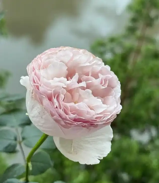 陽臺玫瑰開花秘訣,7招讓花開365天!