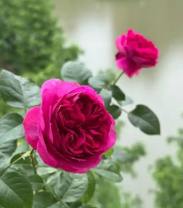 陽臺玫瑰開花秘訣,7招讓花開365天!