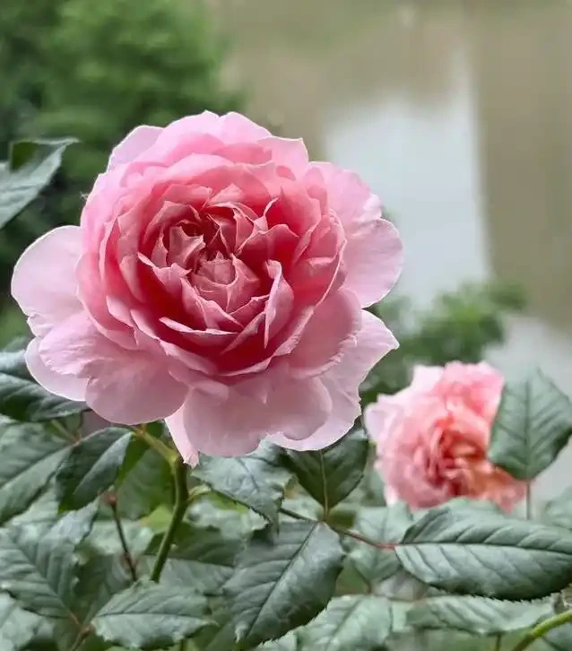 陽臺玫瑰開花秘訣,7招讓花開365天!