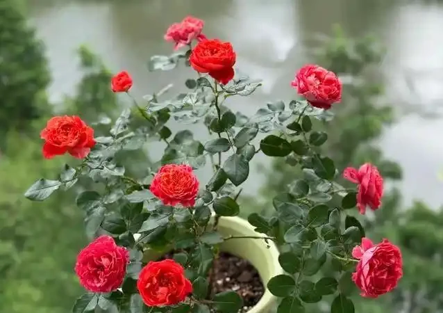 陽臺玫瑰開花秘訣,7招讓花開365天!
